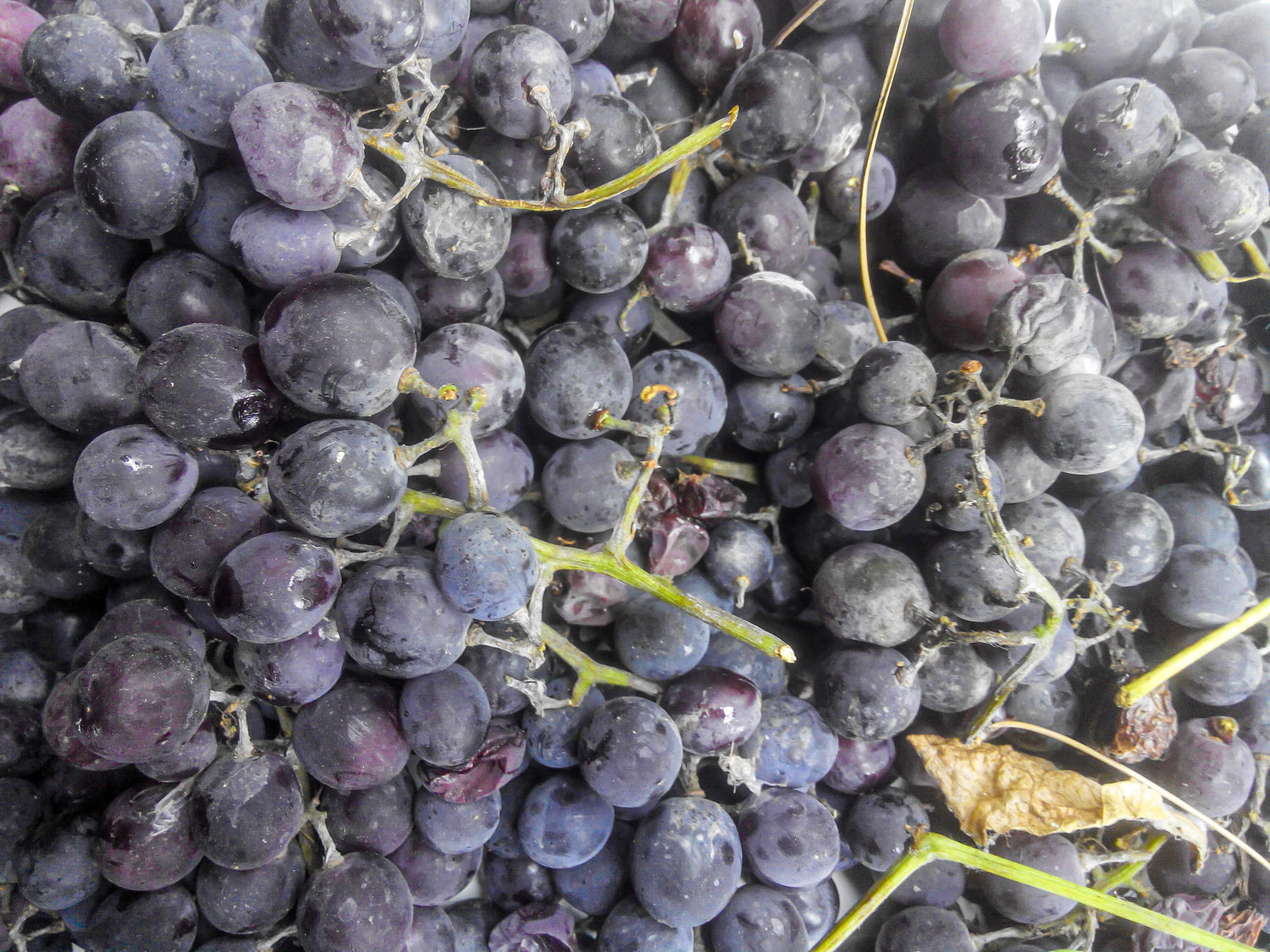 Georgischer Wein